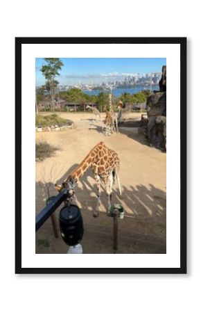 Giraffe, Taronga Zoo in Sydney, Australia 2025