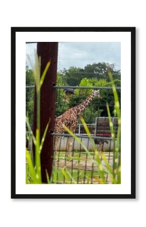giraffe in the zoo