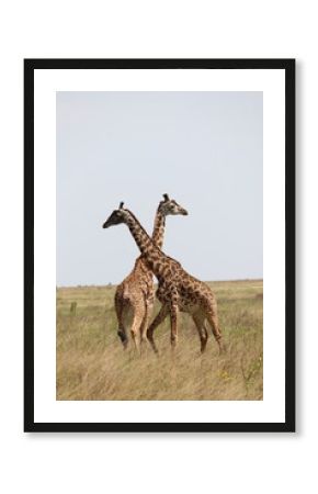 Girafe