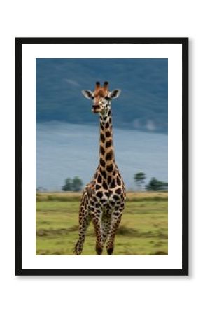 Majestic Giraffe in the African Savanna Under a Dramatic Sky