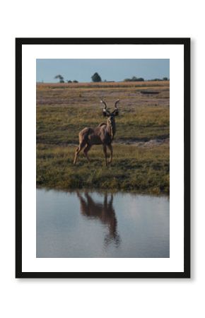 Kudu antelope and his reflection on a lake in botswana