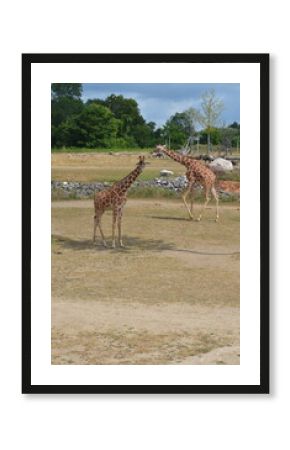 giraffe in the zoo