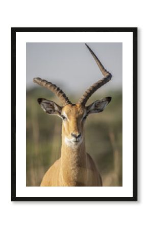 View of an impala with twisting horns stands majestically against a soft, blurred backdrop of savanna grasses, a portrait of wildlife, Nairobi, Nairobi County, Kenya.