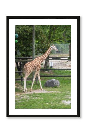 giraffe in the zoo
