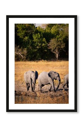 Elephants in the bush (Botswana)
