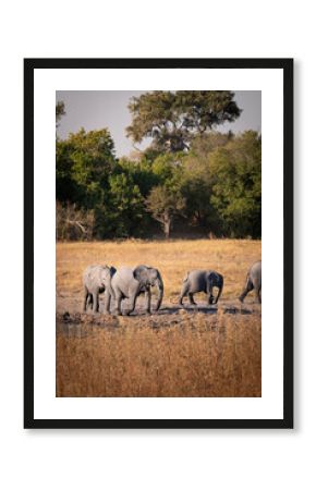 Elephants in the bush (Botswana)
