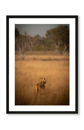Lioness of Botswana