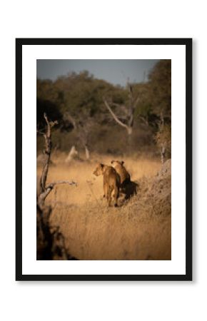 Lioness of Botswana