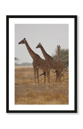 Giraffes in the wild 