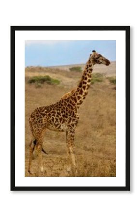 Giraffes in the wild 