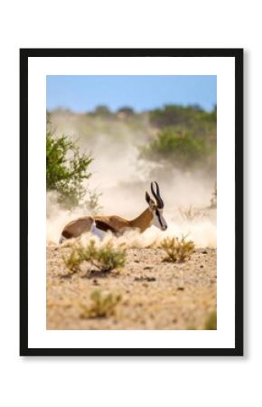 Springbok in the desert