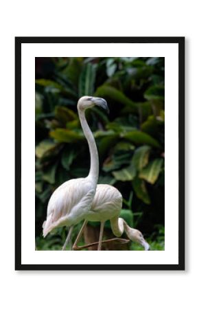 Close-up of two flamingoes in a safari park, Indonesia