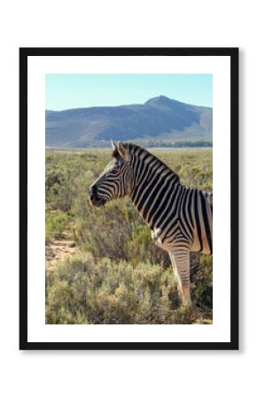 Zebra Standing in Bushy Plain