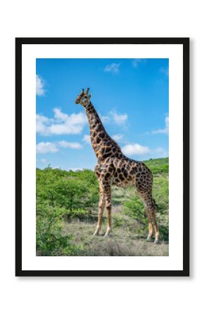 Angolan Giraffe