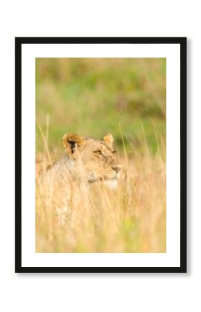 Lioness in tall grass