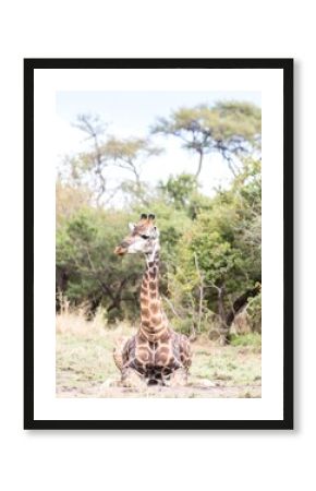 Giraffe resting in savanna