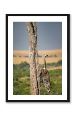 Leopard and her kill descending from a tree