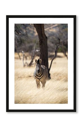 Zèbre dans une réserve animalière en Namibie