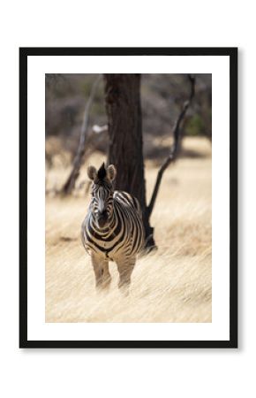 Zèbre dans une réserve animalière en Namibie
