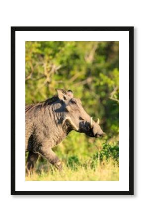 Warthog walking, African savanna, daytime