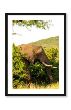 Elephant in a grassy savanna