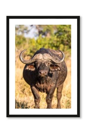 African Buffalo Facing Forward