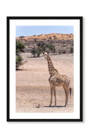 Giraffe in the Kalahari desert. Giraffe family visiting a waterhole in the beautiful landscape  with red sand dunes of the Kgalagadi Transfrontier Park in South Africa