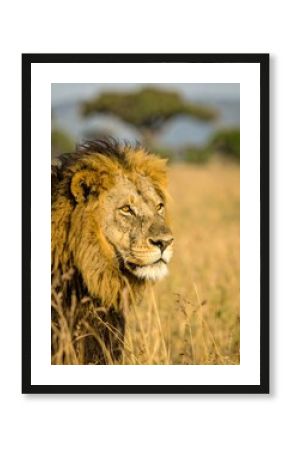 Majestic lion in golden savanna