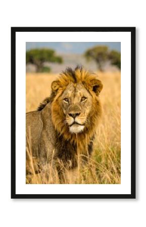 Majestic lion in golden savanna (1)