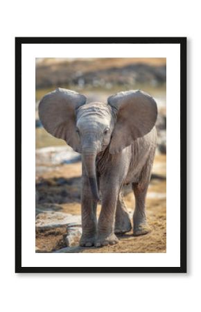Baby elephant calf  flapping ears close up portrait in Etosha National Park, wildlife safari and game drive in Namibia, Africa