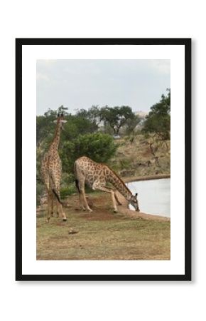 giraffes drinking water from the side