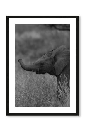Elephant Calf in Grassy Savanna