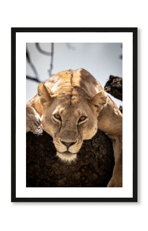 Lion in the tree