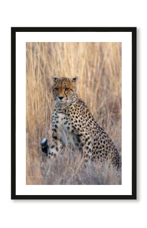 Lengau the cheetah princess