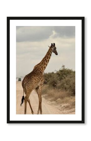 Girafe traversant une piste sablonneuse dans le parc national d’Amboseli, Kenya, avec un véhicule de safari en arrière-plan