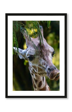 portrait of a giraffe