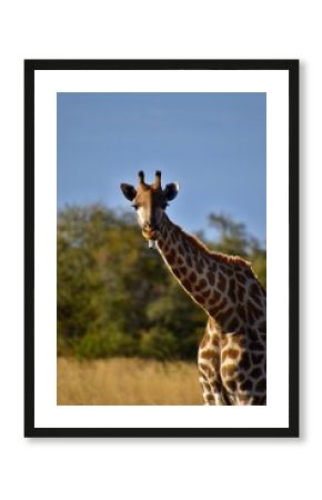 Long tongue, don´t care