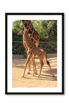 Baby giraffe and Giraffes a a zoo.