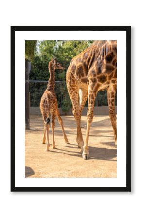 Baby giraffe and Giraffes a a zoo.