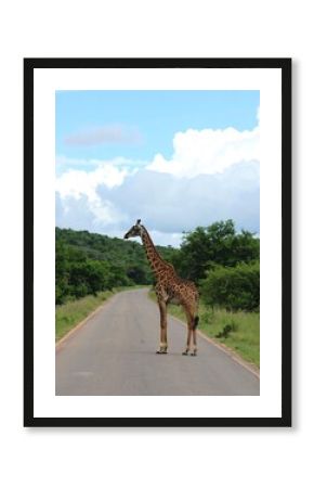 Giraffe on Road in Savanna