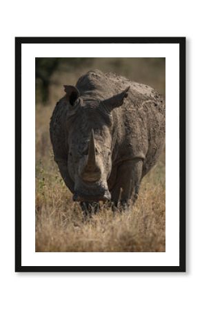 Rhino on safari in Africa 