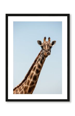 giraffe in the wild