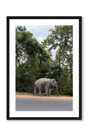 elephant on the road near wild