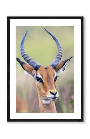 Close up of male impala with beautiful horns