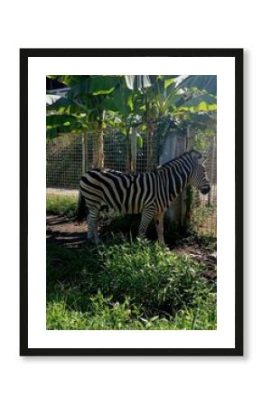Zebra standing on grass in an outdoor zoo enclosure with tropical plants.
