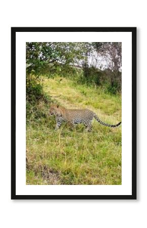 Leopard walking in the Masai Mara National Reserve, Kenya