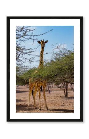 Giraffe on high alert on Sir Baniyas Island 