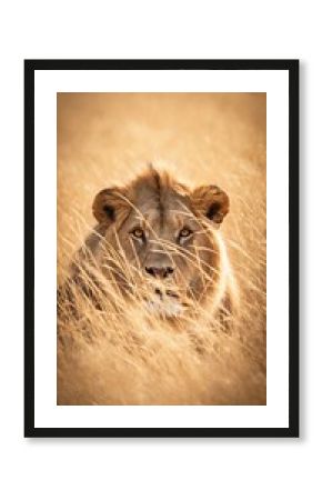 Lion in Golden Grasslands Staring Intently – African Wildlife Photography.