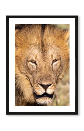 portrait of a lion