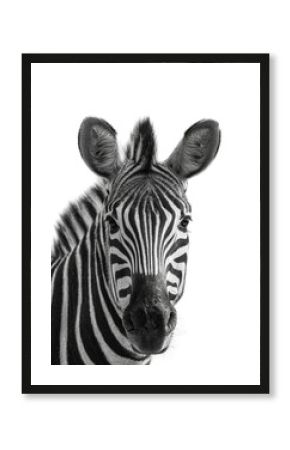 Zebra portrait wildlife safari animal isolated on transparent background